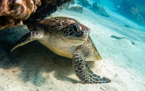 Experience Scuba