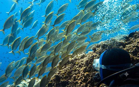Corso Sub Open Water Diver