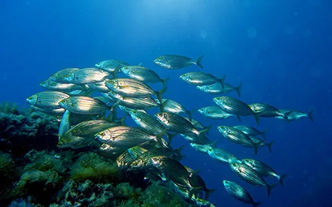 Advanced Open Water Diver