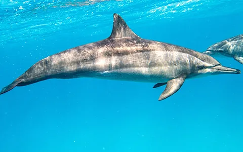 OCEAN GUARDIAN