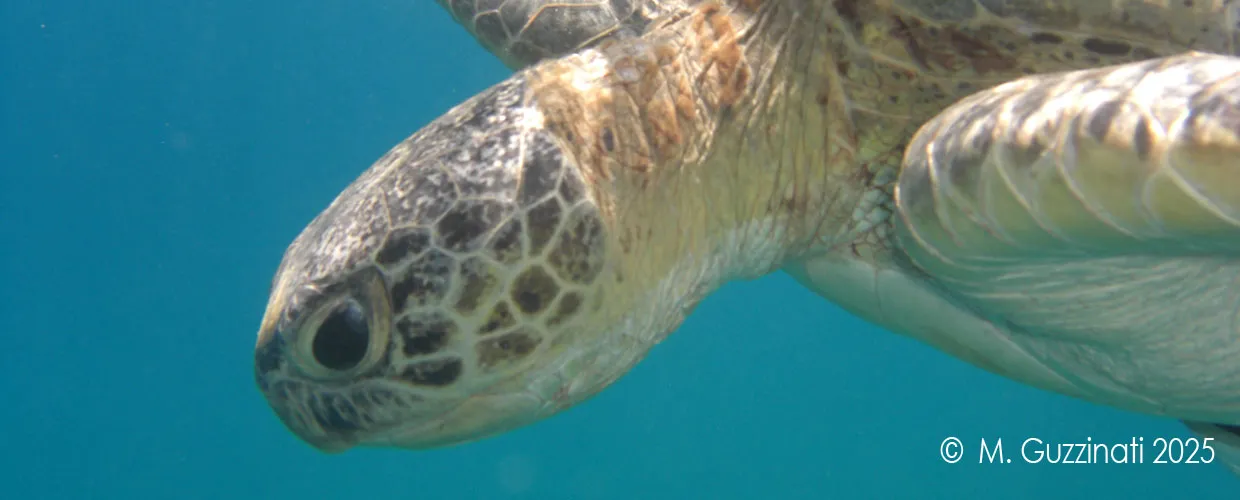 Dal battesimo delle bolle ai corsi professionali, con Happy Bubbles sei in buone mani.