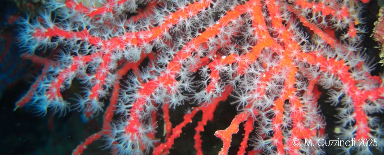 Dal battesimo delle bolle ai corsi professionali, con Happy Bubbles sei in buone mani.