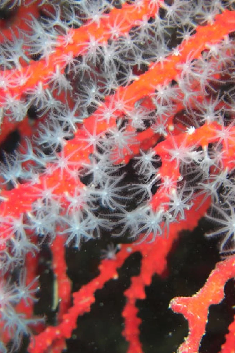 Immagine subacquea secondaria