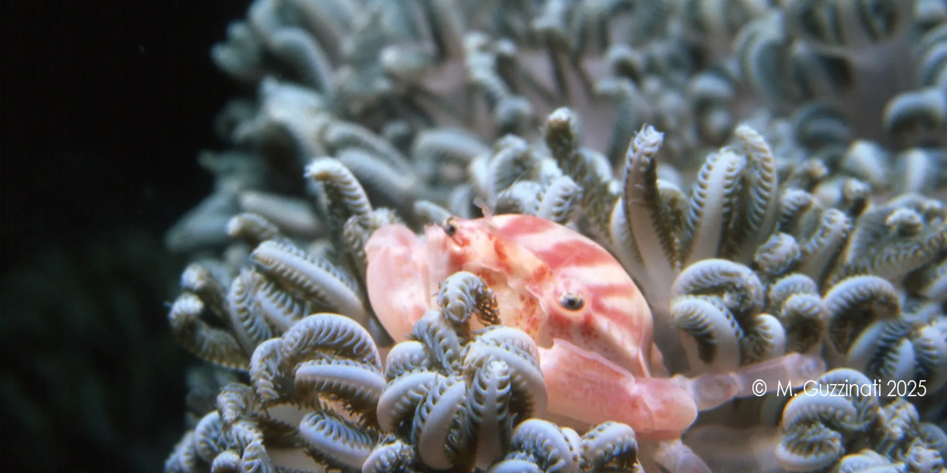 Dal battesimo delle bolle ai corsi professionali, con Happy Bubbles sei in buone mani.