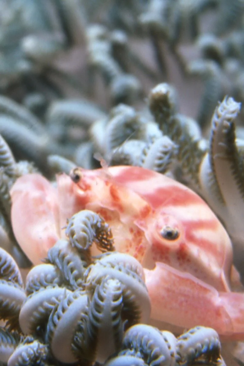 Immagine subacquea secondaria