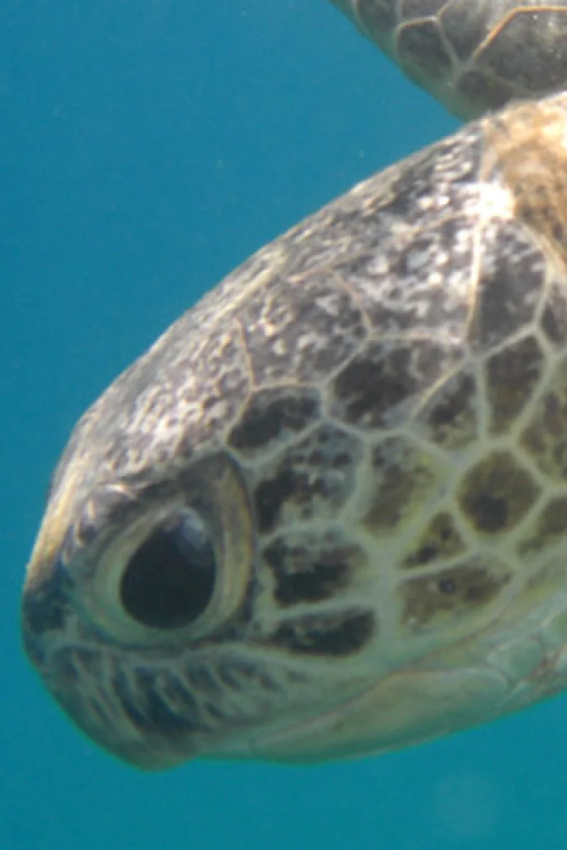 Immagine subacquea principale